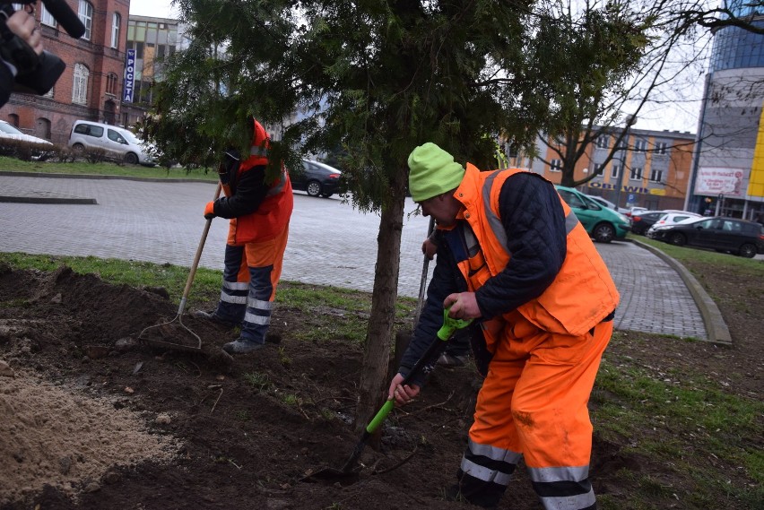 Akcja przesadzania drzew odbyła się w poniedziałek 9 marca.