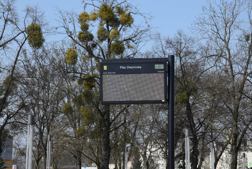 Zmiany w funkcjonowaniu komunikacji miejskiej w Elblągu. Od 1 stycznia pojawią się nowa numeracja, rozkłady i zmienione trasy [schemat]