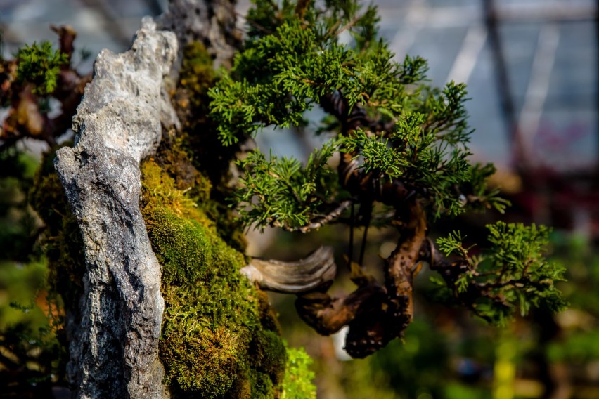 Najpiękniejsze bonsai