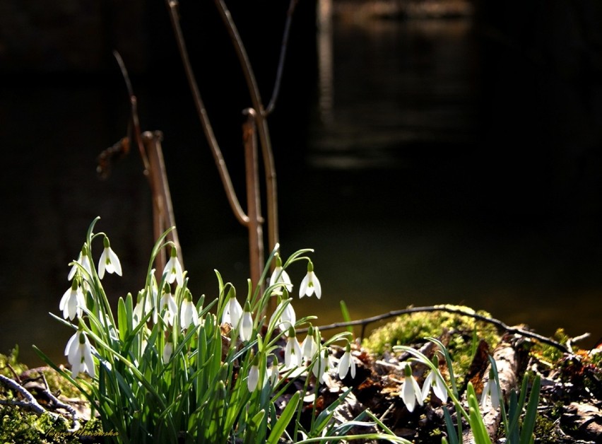 Taki skromny kwiat, a wiosnę czyni :) marzec 2012