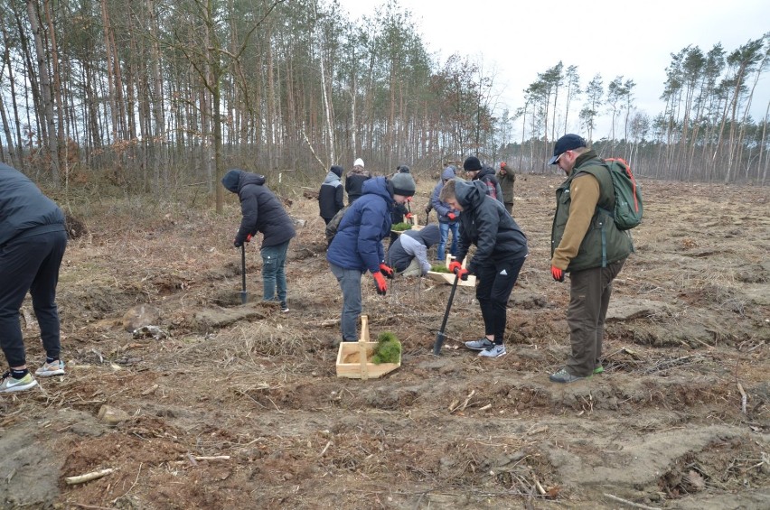 Uczniowie Ekonomika pomagają sadzić las [FOTO, VIDEO]