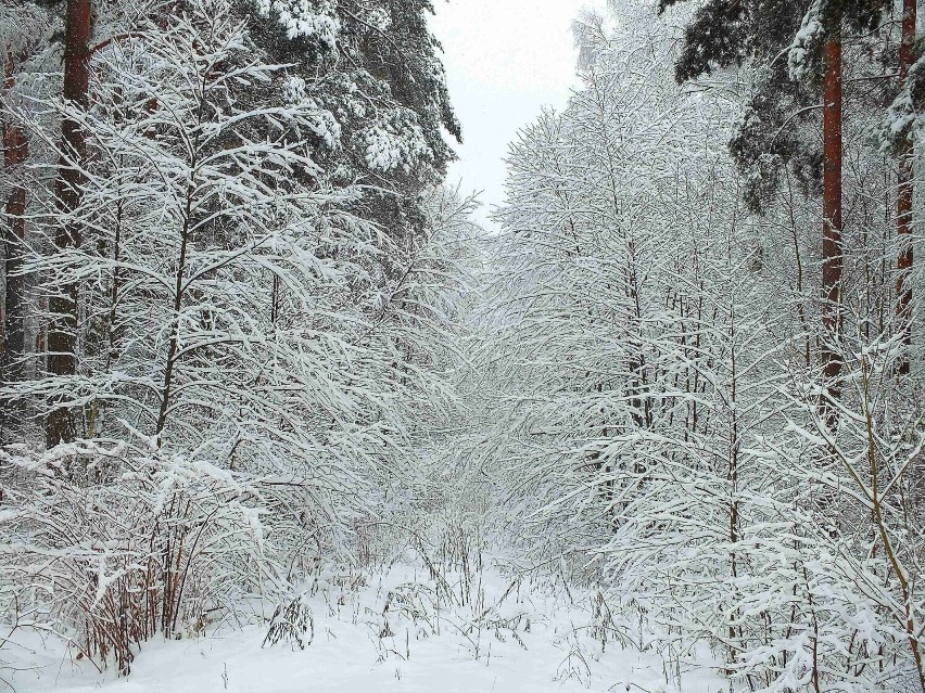 Piękne zimowe widoki w starachowickich lasach. Mnóstwo śniegu. Zobacz zdjęcia