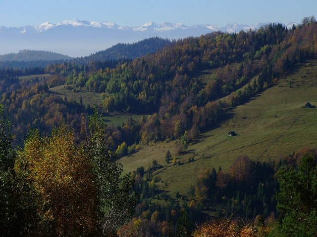 Południowe zbocza pasma Gorca z widokiem na Tatry