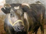 Obrońcy zwierząt z Wielgiego uratowali krowę