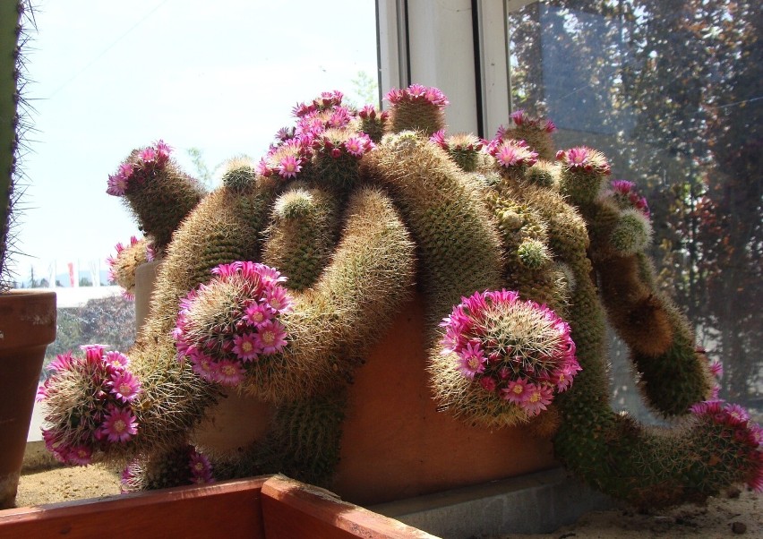 Dla tego, żeby kaktusy zakwitły, ważny jest okres...