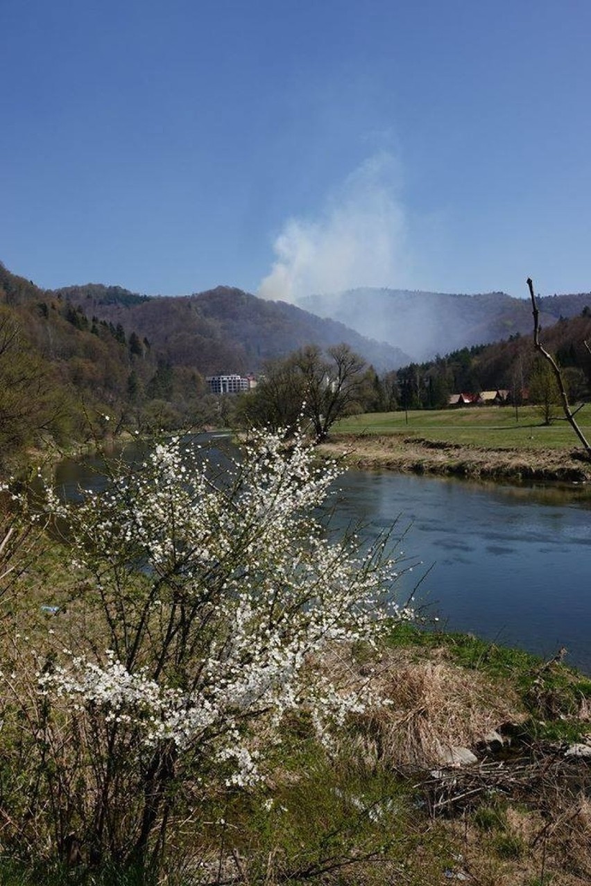 Spłonęło aż 5 hektarów poszycia lasu i drzew w Żegiestowie
