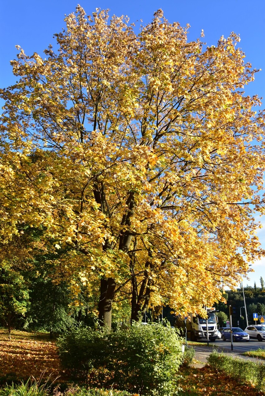 Park w dzielnicy Rusinowa w barwach jesieni.