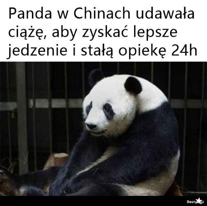 Zobacz najlepsze MEMY na Dzień Pandy!