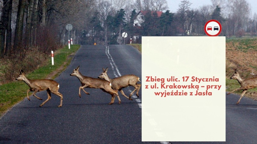 W tych miejscach uważaj! Mieszkańcy ostrzegają przed dzikimi zwierzętami na drogach powiatu jasielskiego [LISTA] 