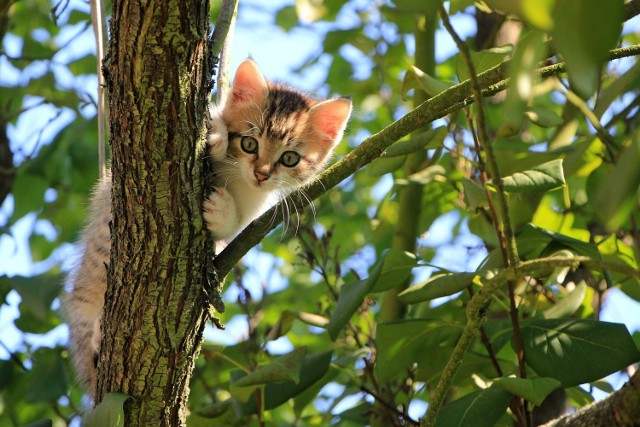 Jak informują przedstawiciele towarzystwa i straży kot wszedł na drzewo