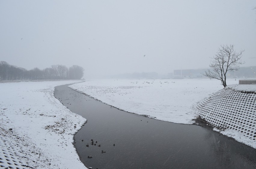 Pierwszy śnieg w Poznaniu