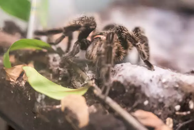 Fascynujący świat pająków i skorpionów powrócił do PKiN [ZDJĘCIA]