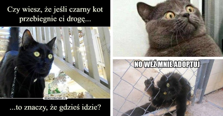 Dzień Czarnego Kota MEMY. To nie oznacza nieszczęścia