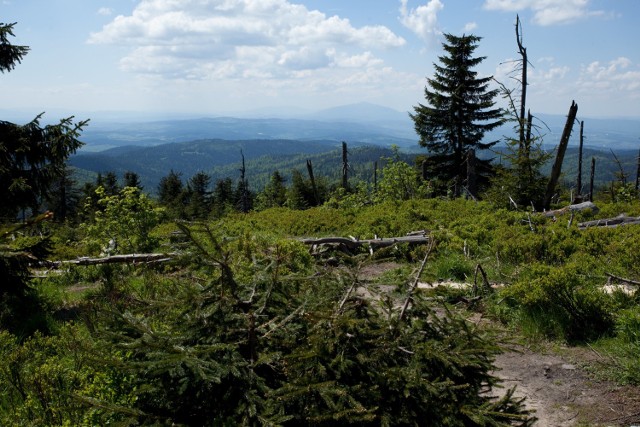 Gorce - trasa z Ochotnicy Górnej na Turbacz. Niezwykle malownicza, na długim odcinku szlaku widać Tatry