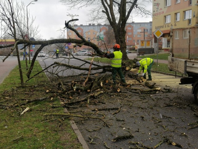 Z ulicy Barnima w centrum Goleniowa usuwana była dzisiaj Akacja