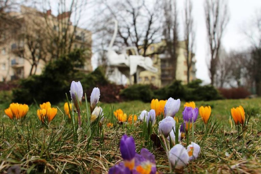 W mieście pojawia się coraz więcej kolorowych zwiastunów wiosny [zdjęcia]