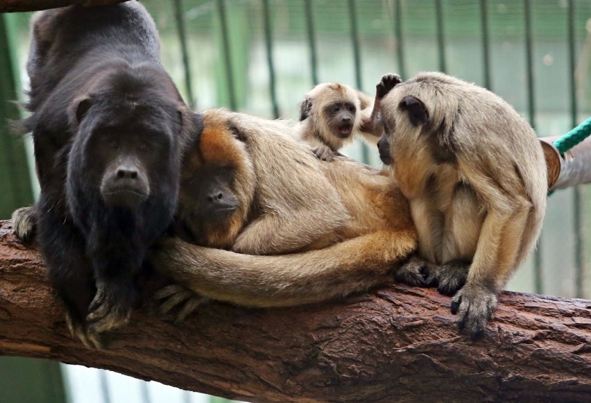 Oto 10 najciekawszych miejsc we wrocławskim zoo. Na...