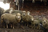 Wrocław: Owce i kozy nadal na Rędzinie. ANR szuka dla nich miejsca
