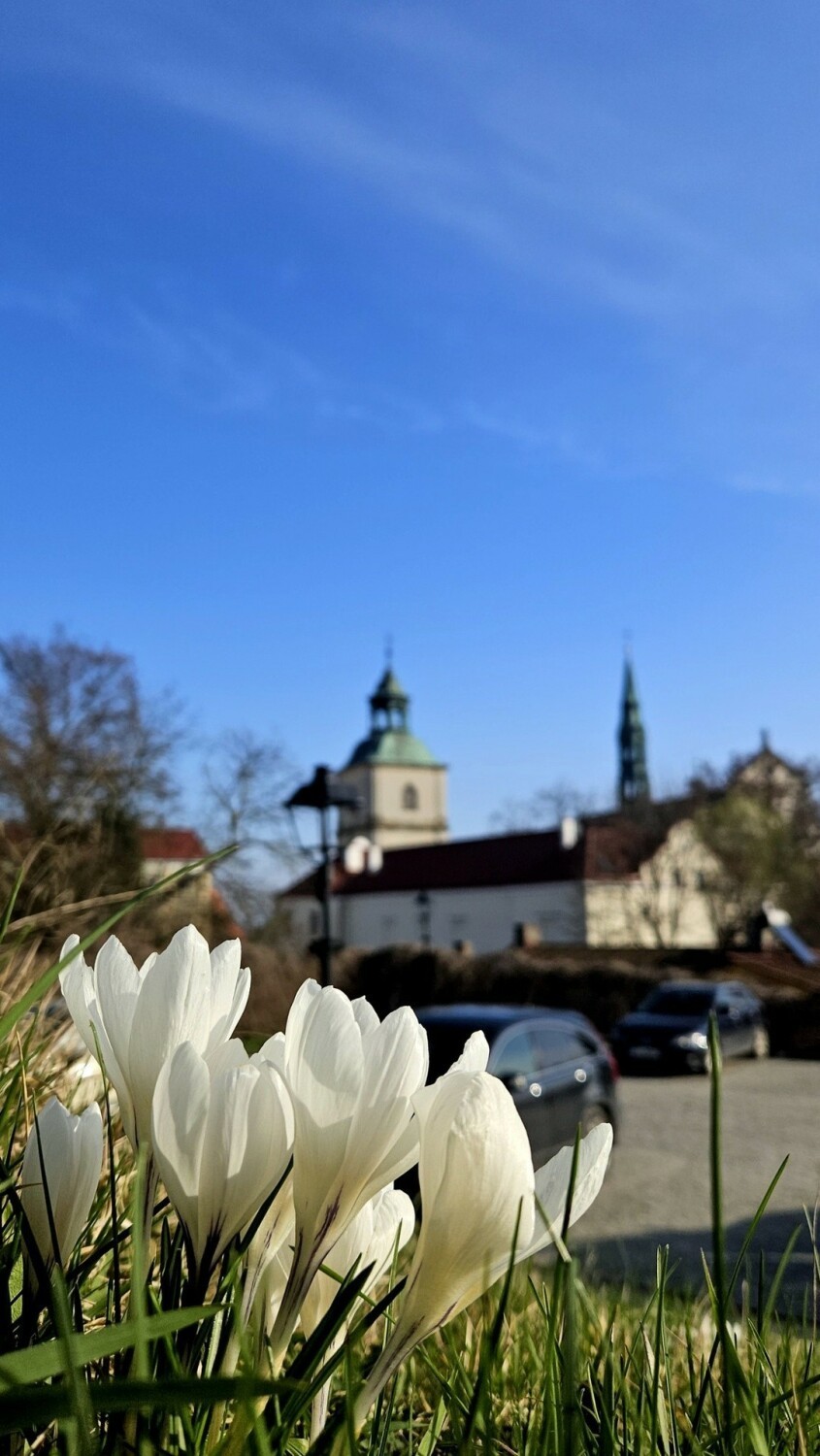 Piękne krokusy już ozdobiły Sandomierz. Zwiastują wiosnę.