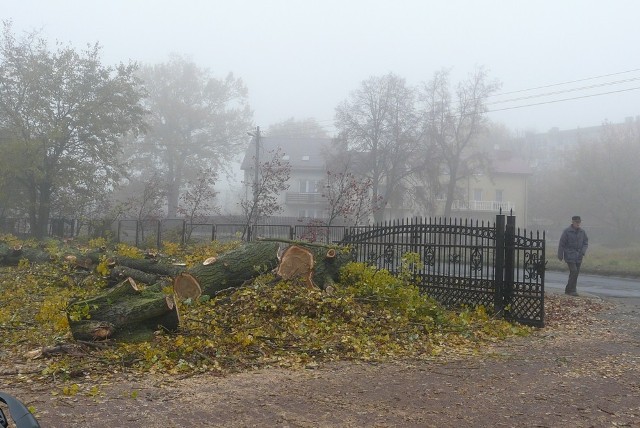 Wokół Inspektoratu Weterynarii zostało wyciętych 31 drzew