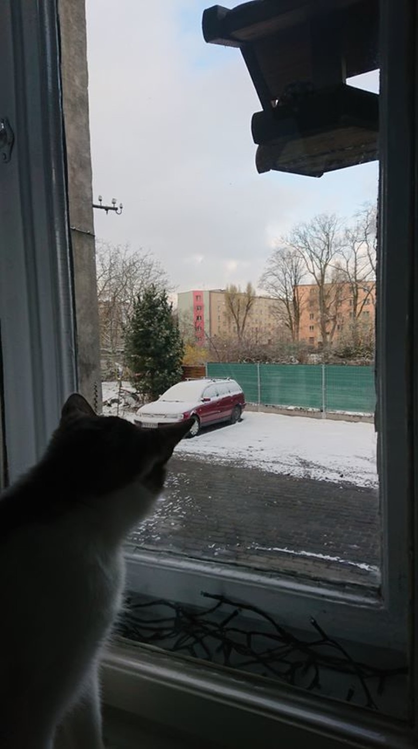 Za oknem... zimowy klimat. Jesteście zaskoczeni? Zobaczcie poranne widoki zza okien naszych internautów [ZDJĘCIA]