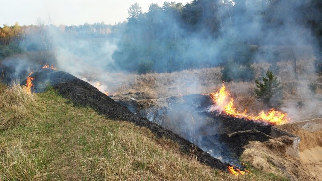 Pożar w grudziądzkim lesie. Ogień nie wyrządził jednak szkód