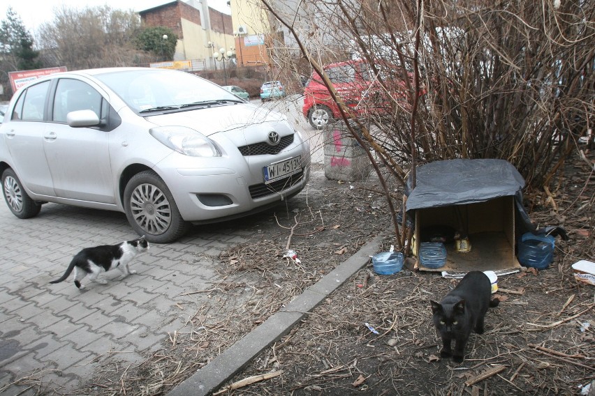 &quot;Schronisko&quot; dla kotów tuż obok rynku w Rybniku