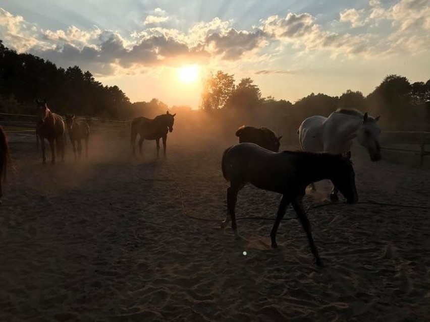- Stado koni skąpane w blasku zachodzącego słońca, takie...