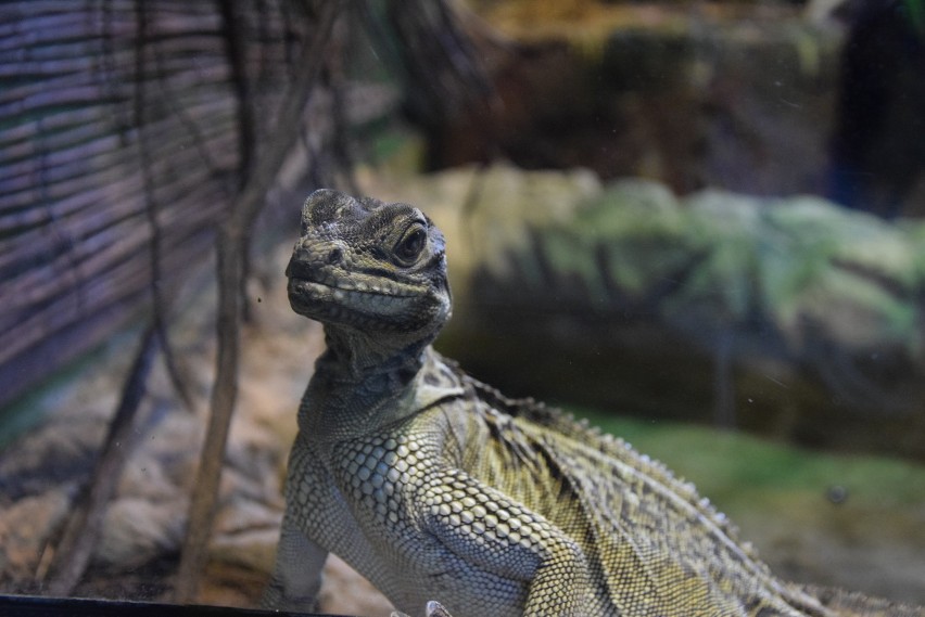 Nowi mieszkańcy Śląskiego Ogrodu Zoologicznego ZDJĘCIA