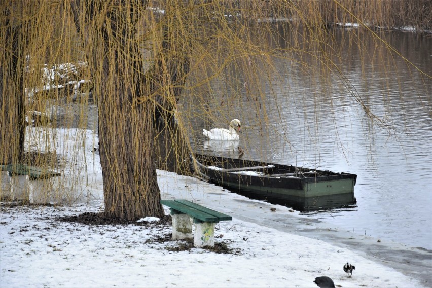 Zbąszyń: Ptaki zimą na rzece Obrze. Nie karm nas chlebem, bo chleb nam szkodzi [Zdjęcia]