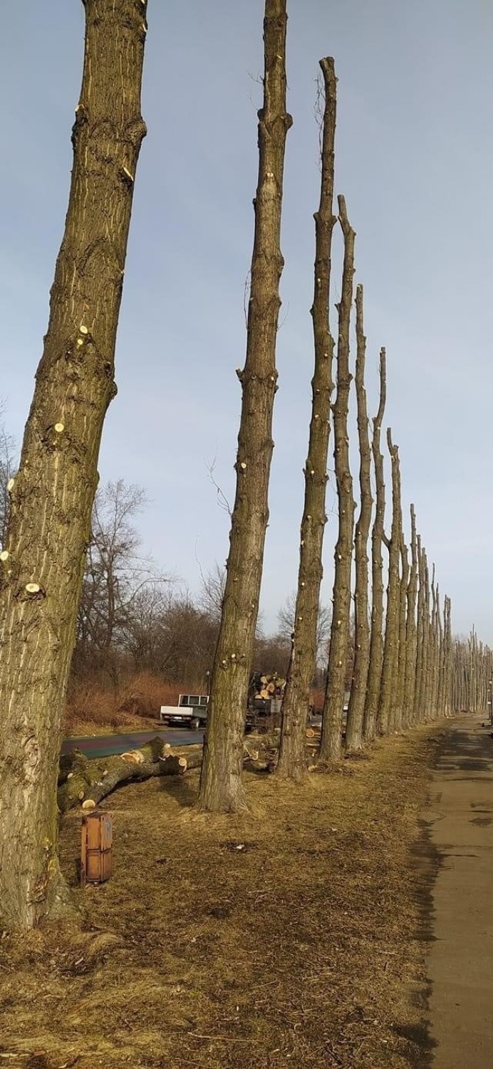 Wycinane drzewa w Parku Śląskim