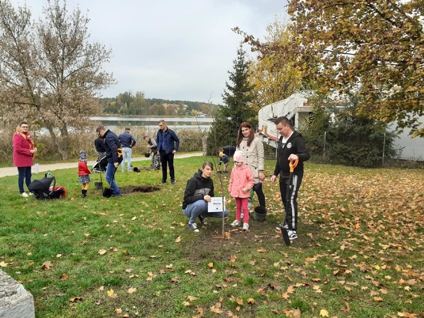 Na promenadzie Jeziora Durowskiego w Wągrowcu posadzono nowe drzewa [ZDJĘCIA]