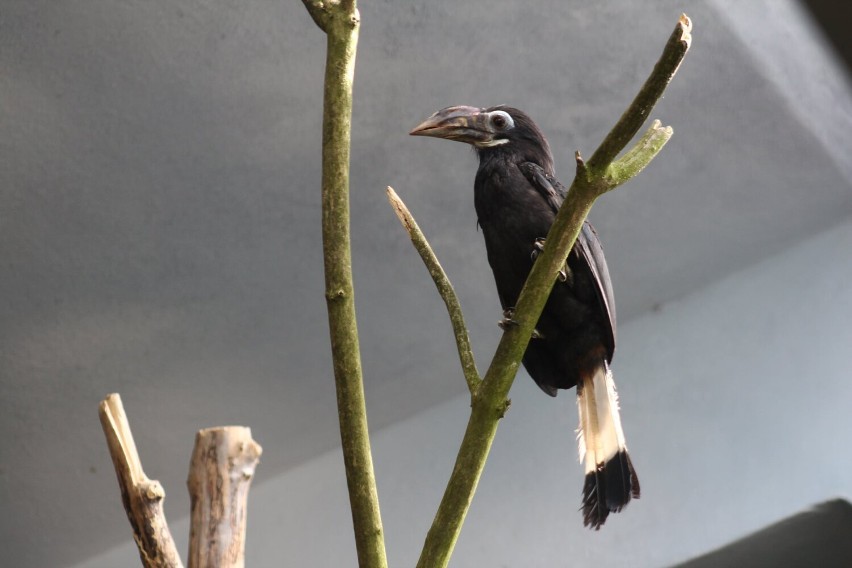 Warszawskie Zoo ma nowych mieszkańców. To wyjątkowe gatunki ptaków