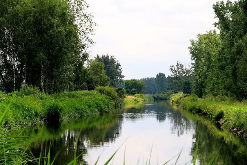 13 sierpniaj, w związku z możliwym skażeniem rzeki Ner, do...