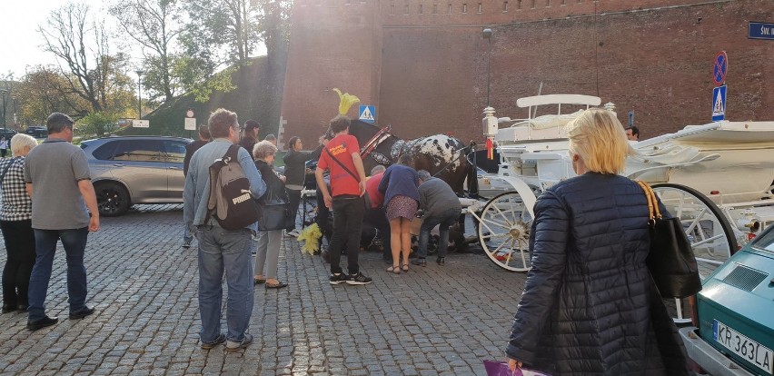 Koń ciągnący dorożkę upadł w centrum Krakowa [ZDJĘCIA]