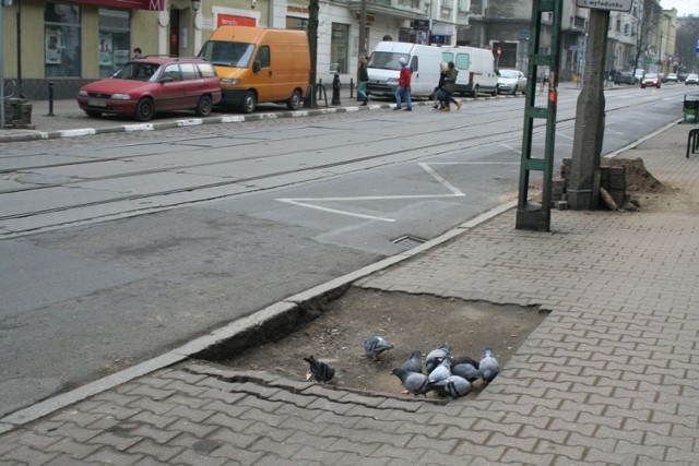 Jeżyce: Drzewa znikają z dzielnicy