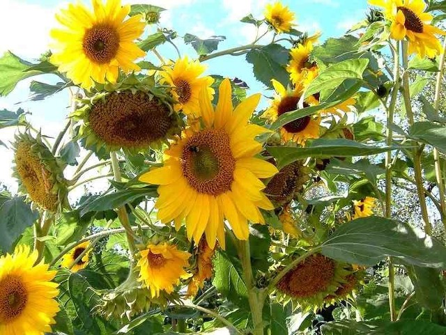 Źródło: http://commons.wikimedia.org/wiki/File:Sunflowers_Sonnenblumen.jpg