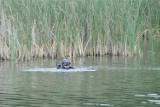 Mężczyzna pływając na materacu w podbydgoskim jeziorze wpadł do wody. Nie przeżył