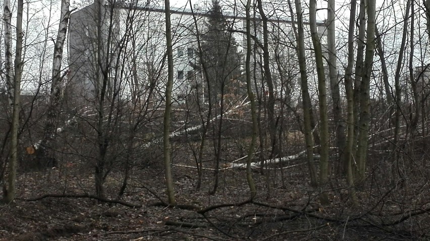 Wycięto drzewa na Paruszowcu. Chcieli zbudować osiedle? Przypadek? [NOWE ZDJĘCIA]