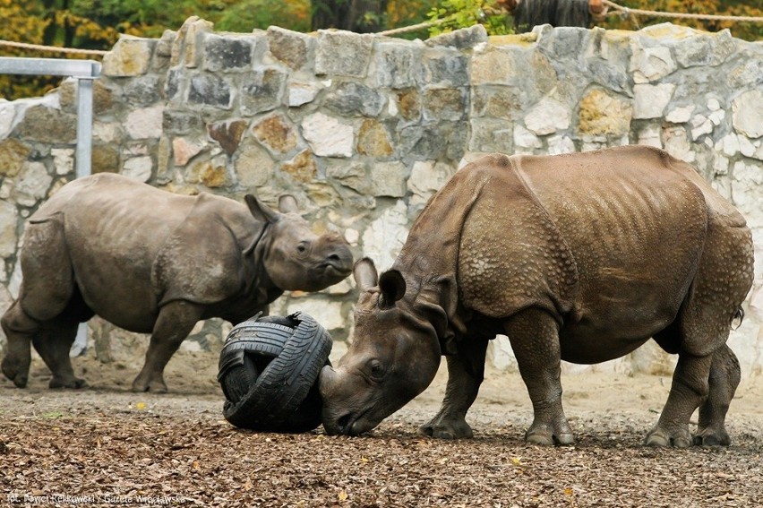 Nosorożec to gatunek zagrożony wyginięciem i objęty ścisła...