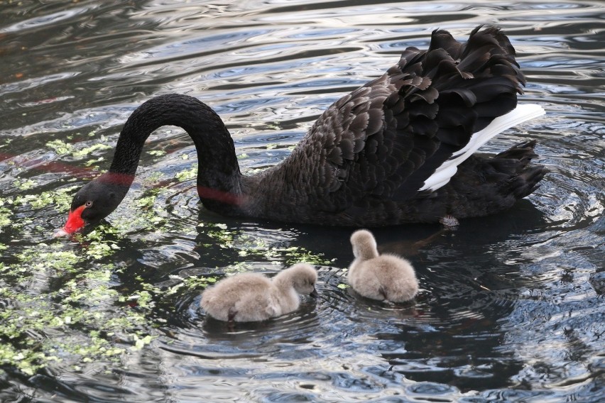 Gdański Ogród Zoologiczny: czarne łabędzie powiększyły...