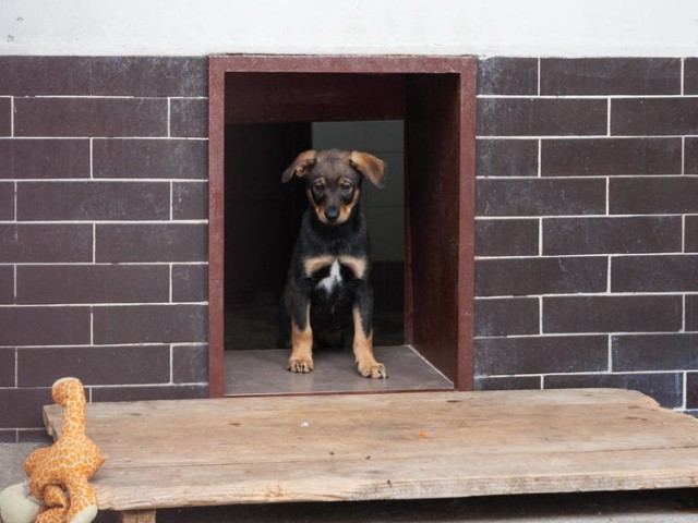 Osoby, które adoptowały psa z krakowskiego schroniska dla bezdomnych zwierząt, są zwolnione z opłaty