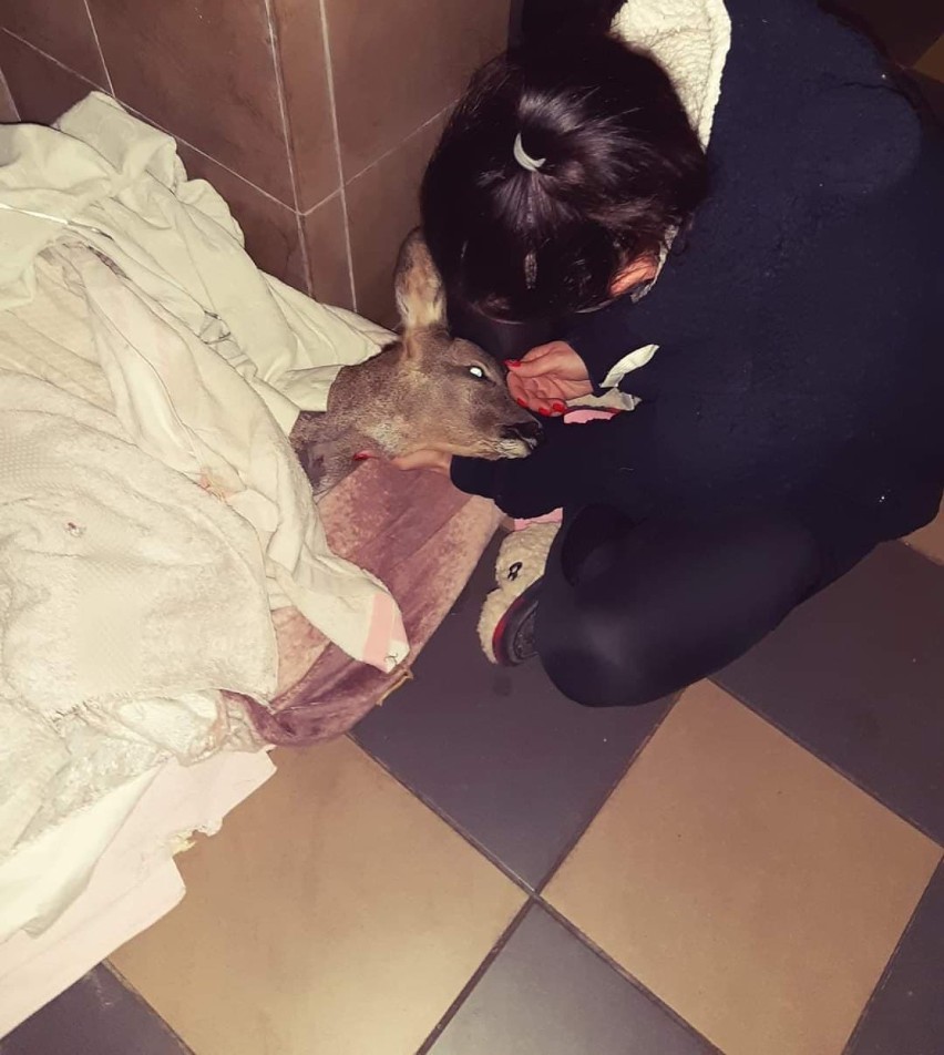 Sarna w ciężkim stanie trafiła do azylu Free Animals w Kaliszu. Właścicielka walczy, żeby mogła wrócić na łono natury. ZDJĘCIA