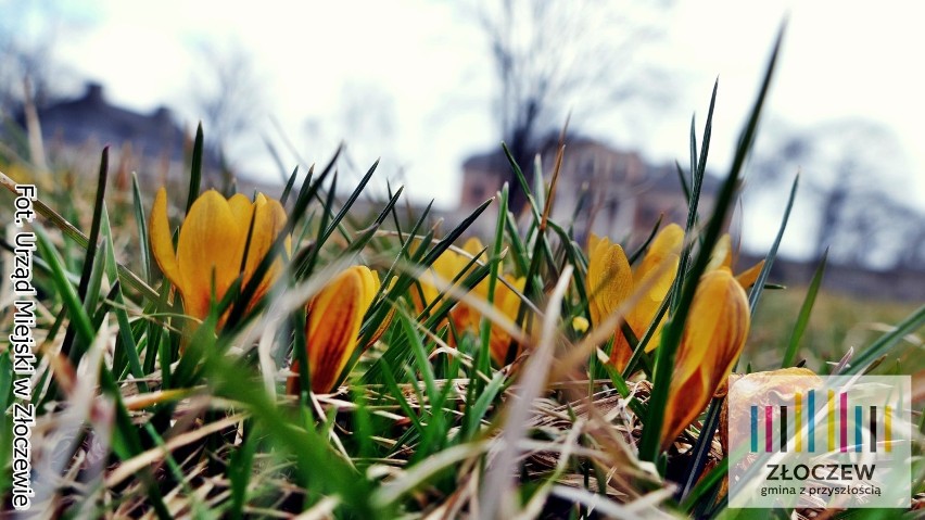 Wiosna zawitała do Złoczewa. Zobacz jak robi się pięknie (zdjęcia)