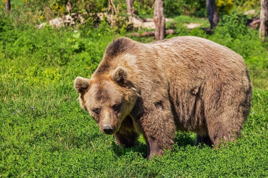 W gminie Solina grasują niedźwiedzie. Wójt po raz piąty wystąpił o odstrzał [ZDJĘCIA, WIDEO]