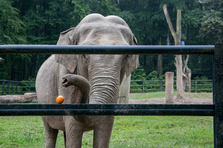 Zwierzęta w krakowskim zoo - słonica ma pracę na mundialu, a co z resztą?