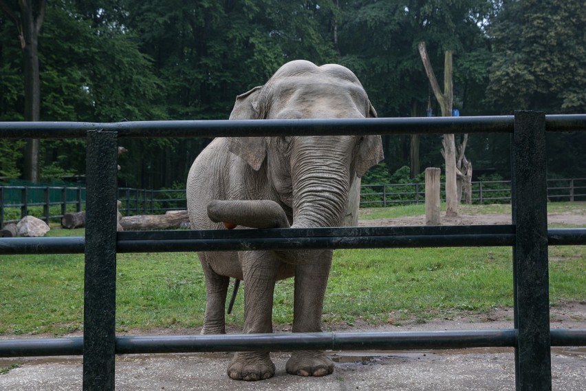 Zwierzęta w krakowskim zoo - słonica ma pracę na mundialu, a co z resztą?