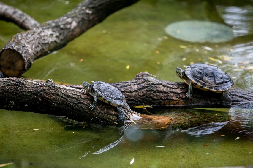 Zwierzęta w krakowskim zoo - słonica ma pracę na mundialu, a co z resztą?