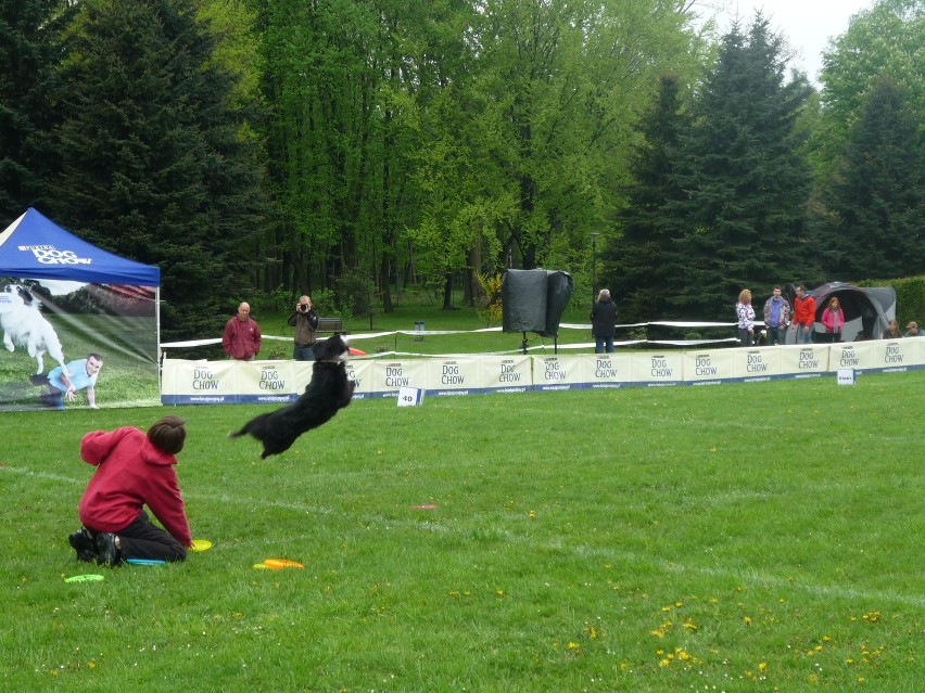 Chorzów: Psy grały w frisbee