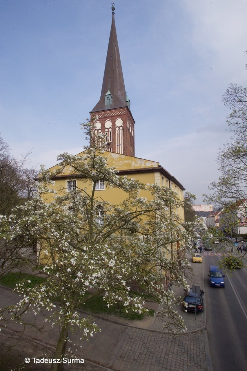 Podpatrzone w Stargardzie. Tadeusz Surma: najstarsza magnolia w naszym mieście już kwitnie!